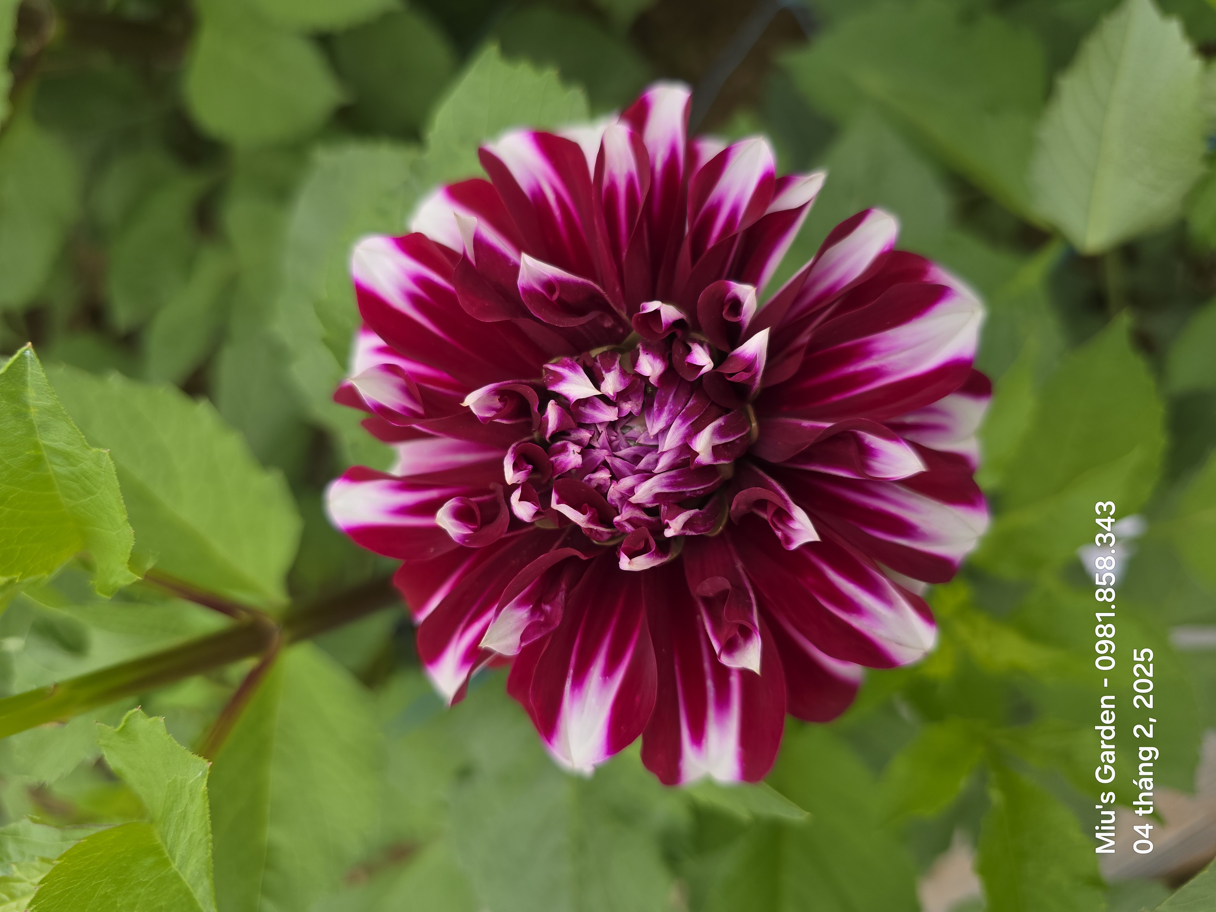 Trang trí không chính thức