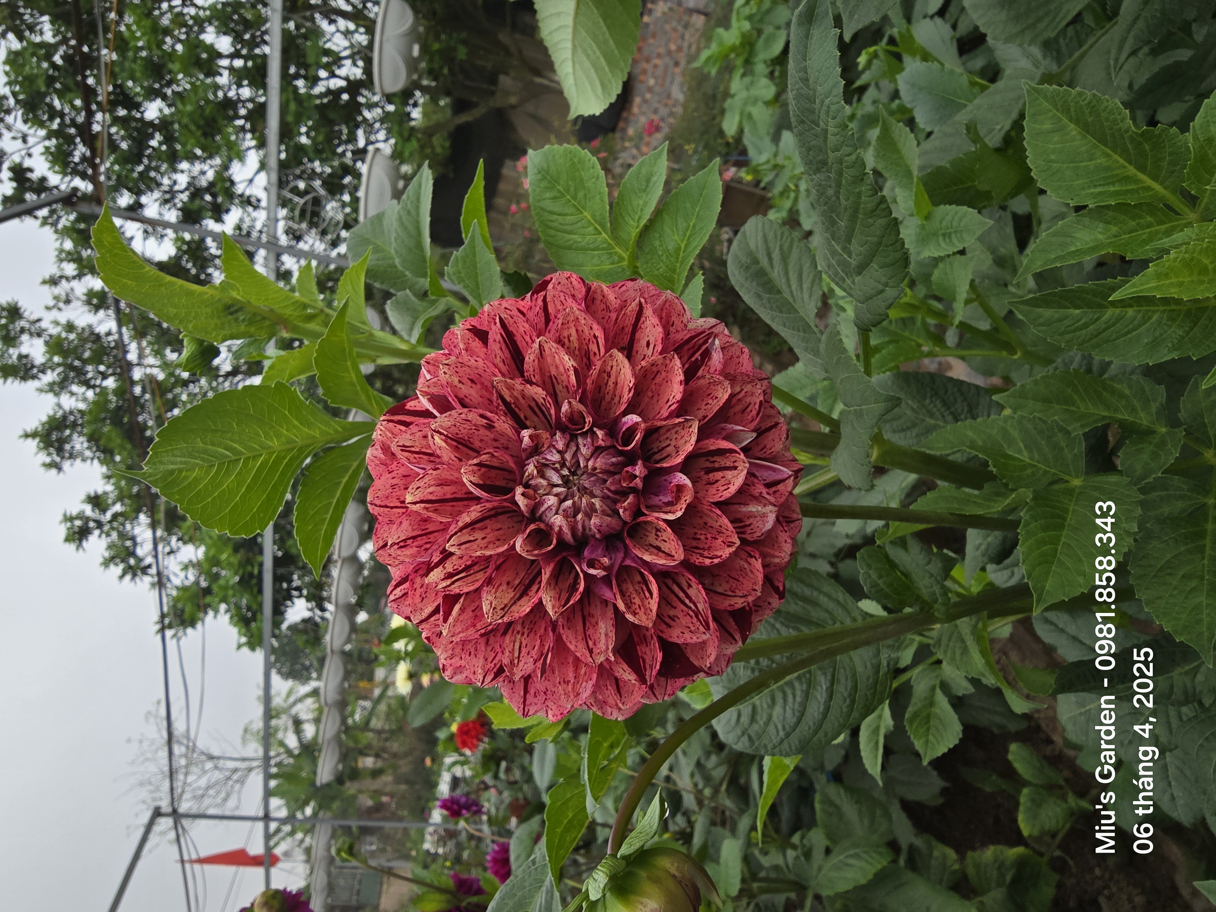 Trang trí trang trọng