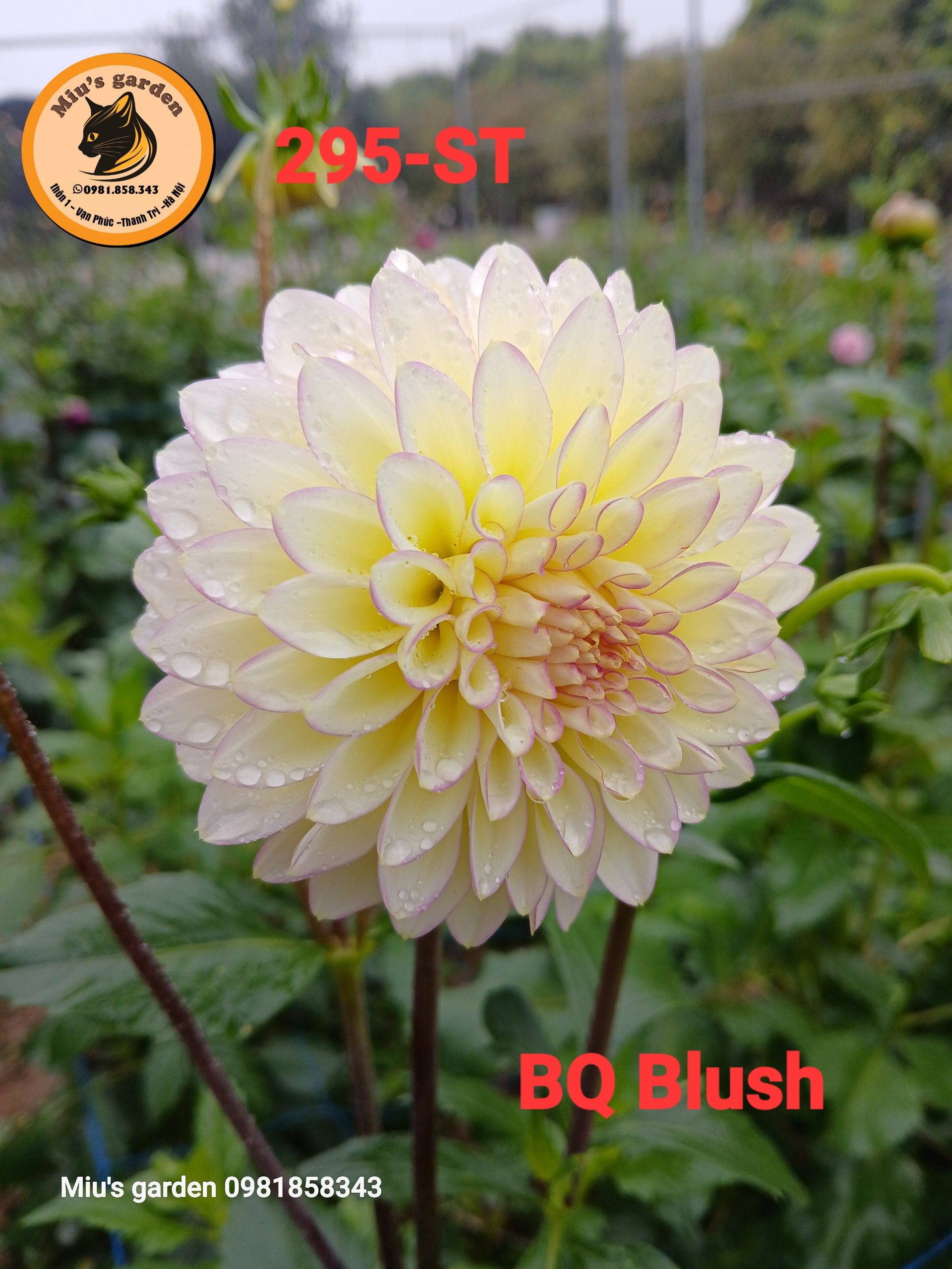 MGD295-ST%20BQ%20BLUSH2