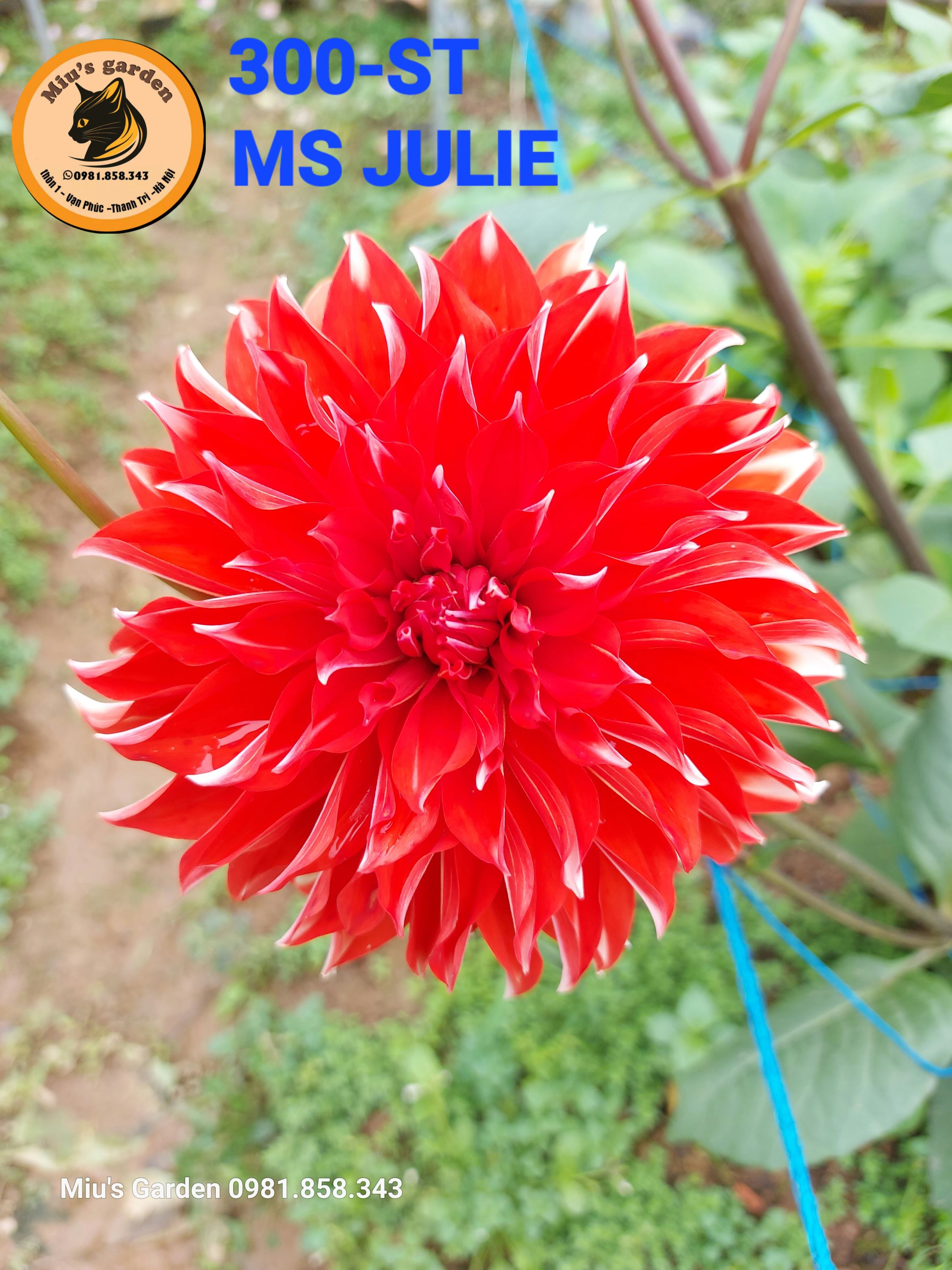 MGD300-ST%20MS%20JULIE2