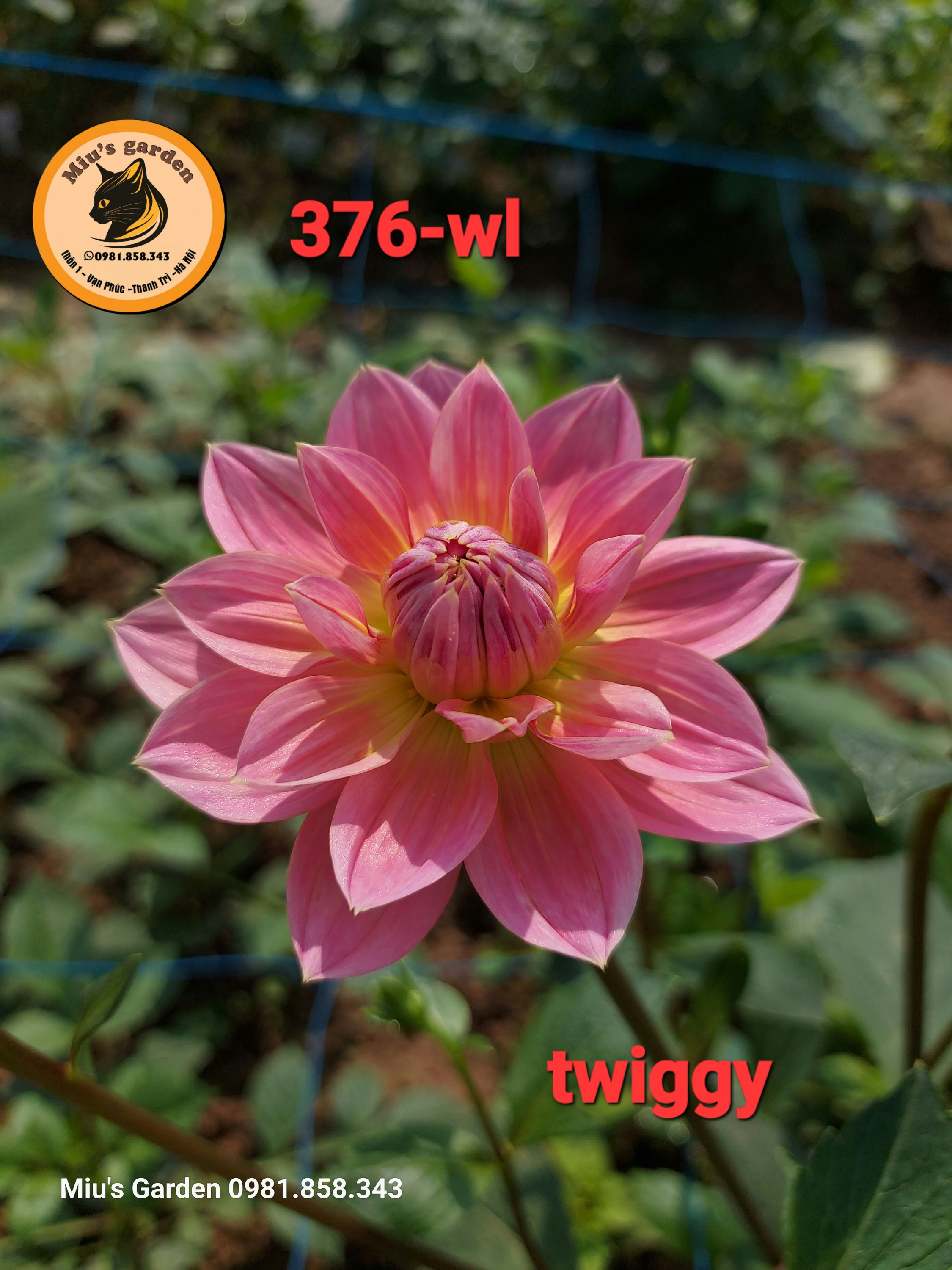 MGD376-WL%20TWIGGY6