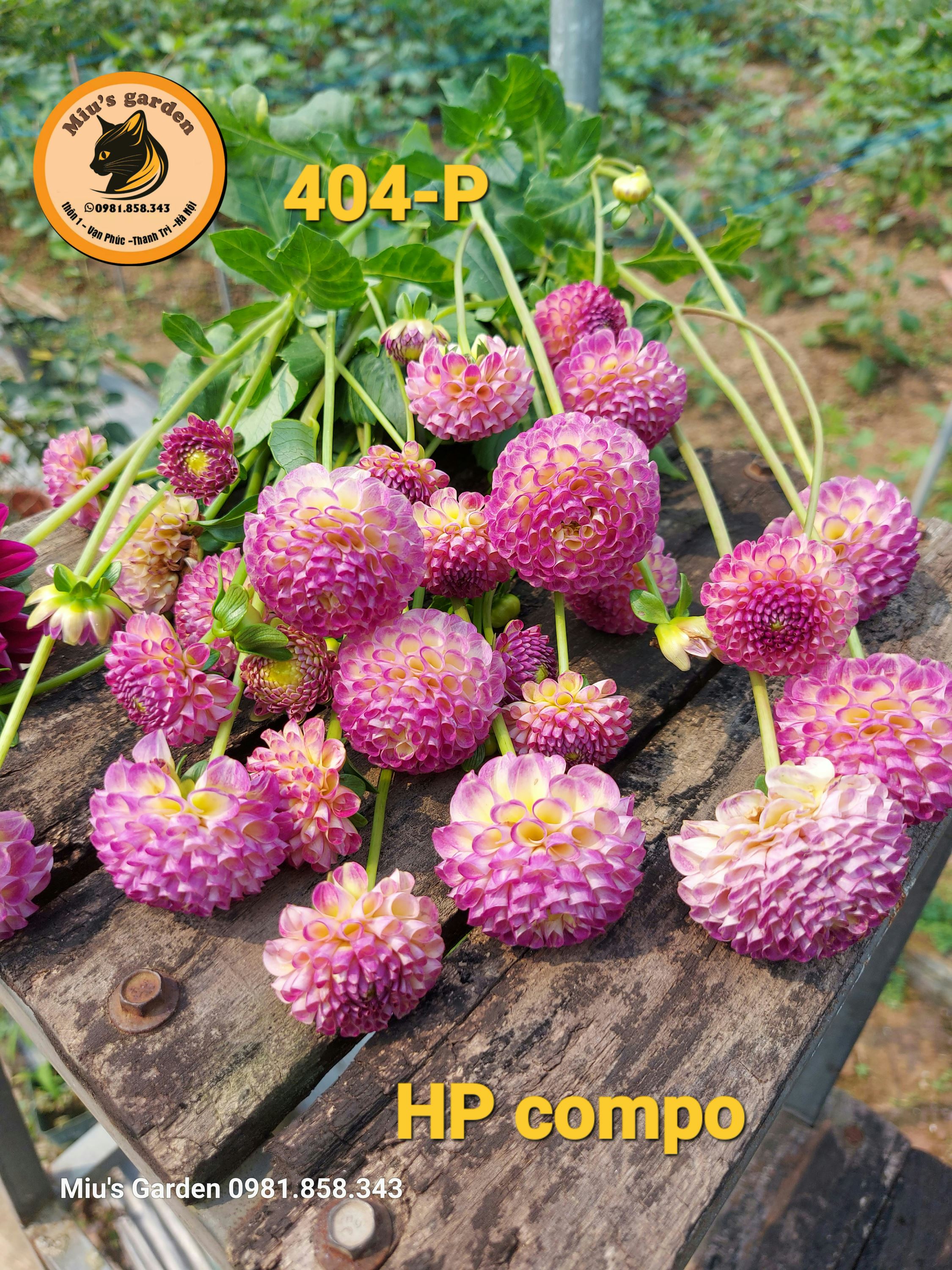 MGD404-P%20hp%20compo