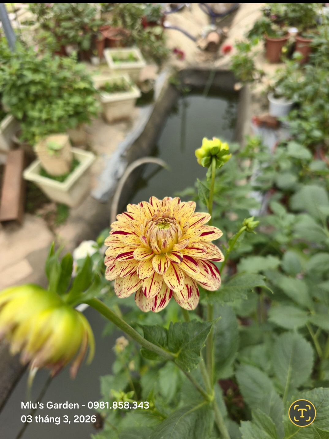 Screenshot_20260303_162527_Gallery