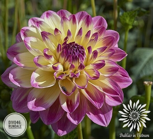 Giống hoa thược dược