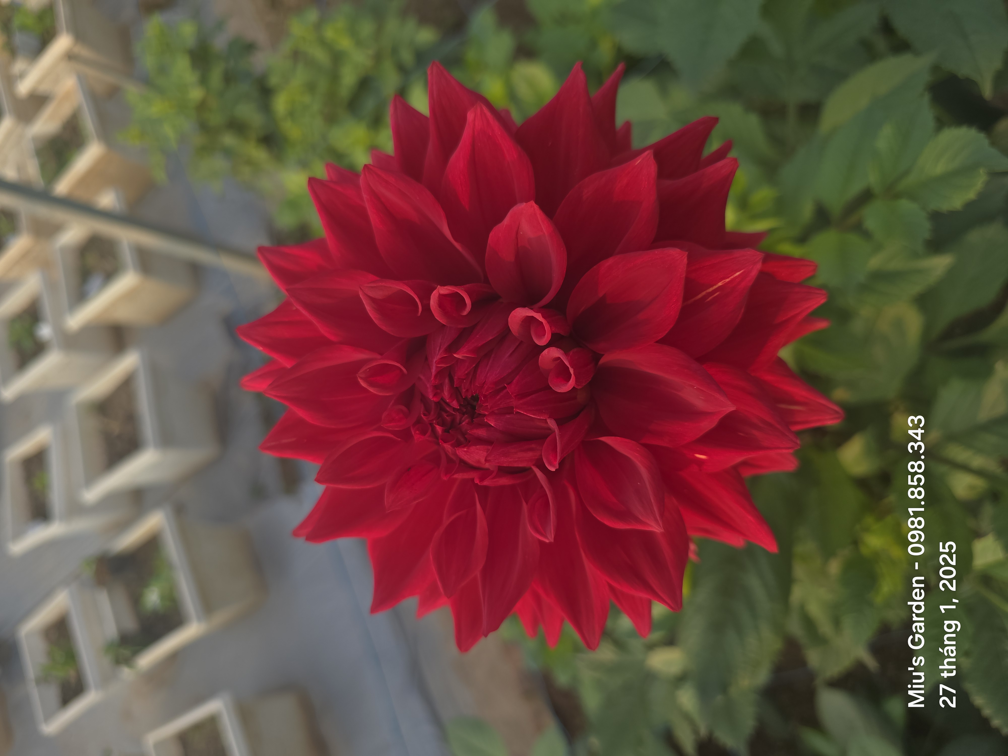 Bán xương rồng (SC)