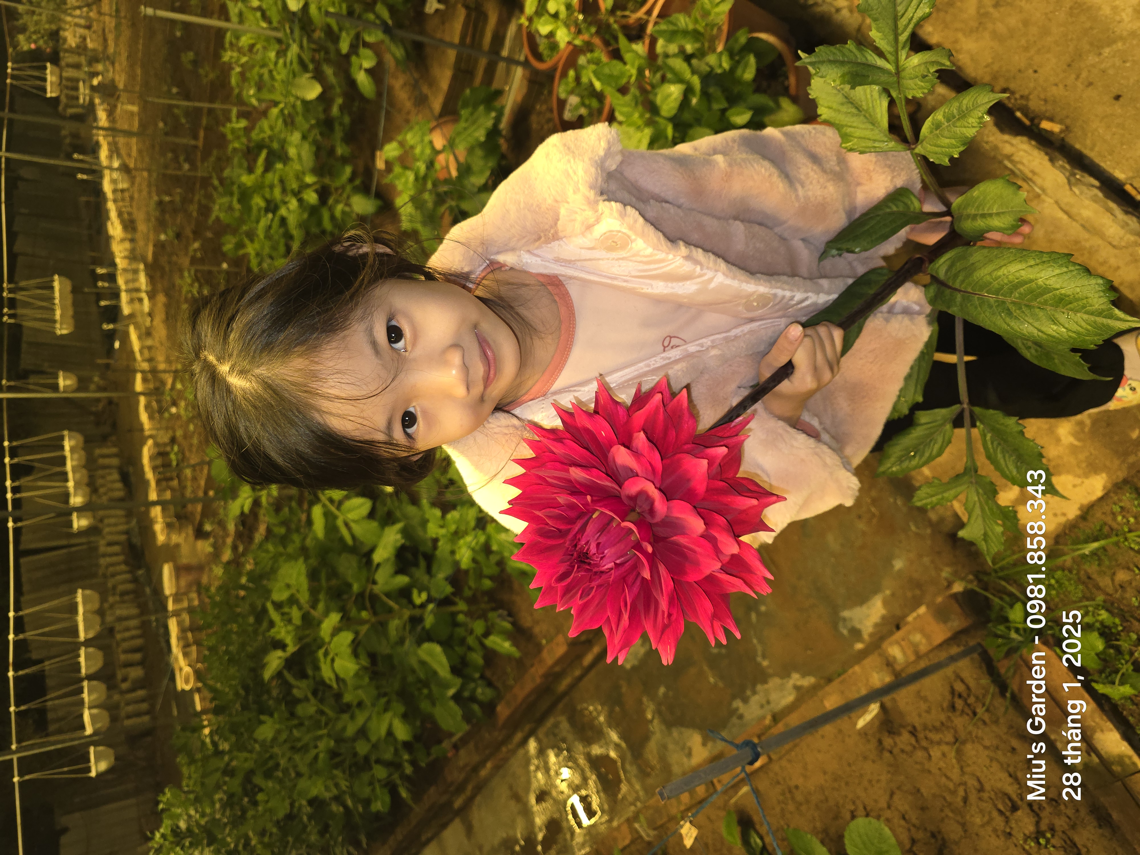 Chuyên trang thược dược khổng lồ