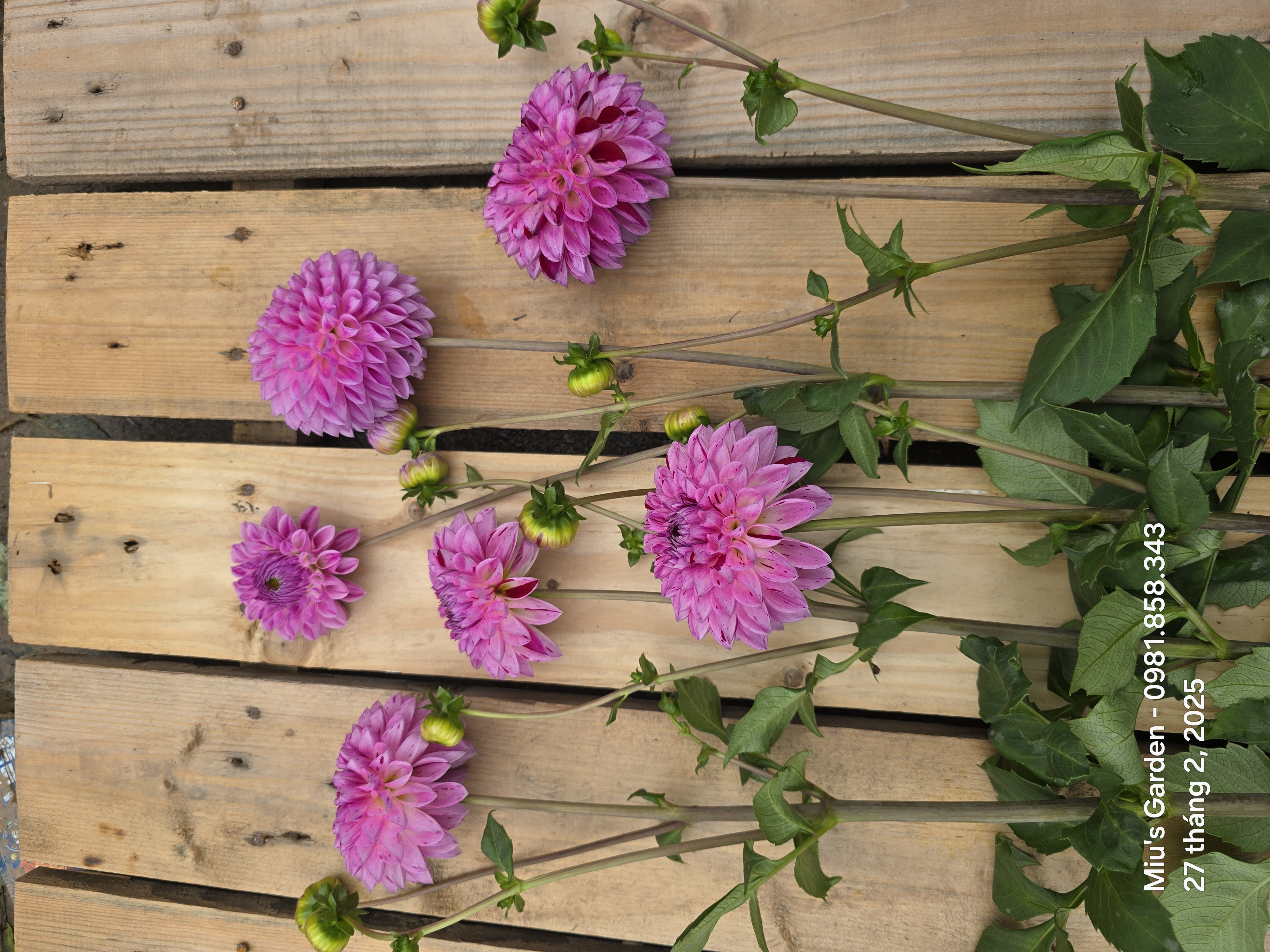 Chuyên trang cắt cành