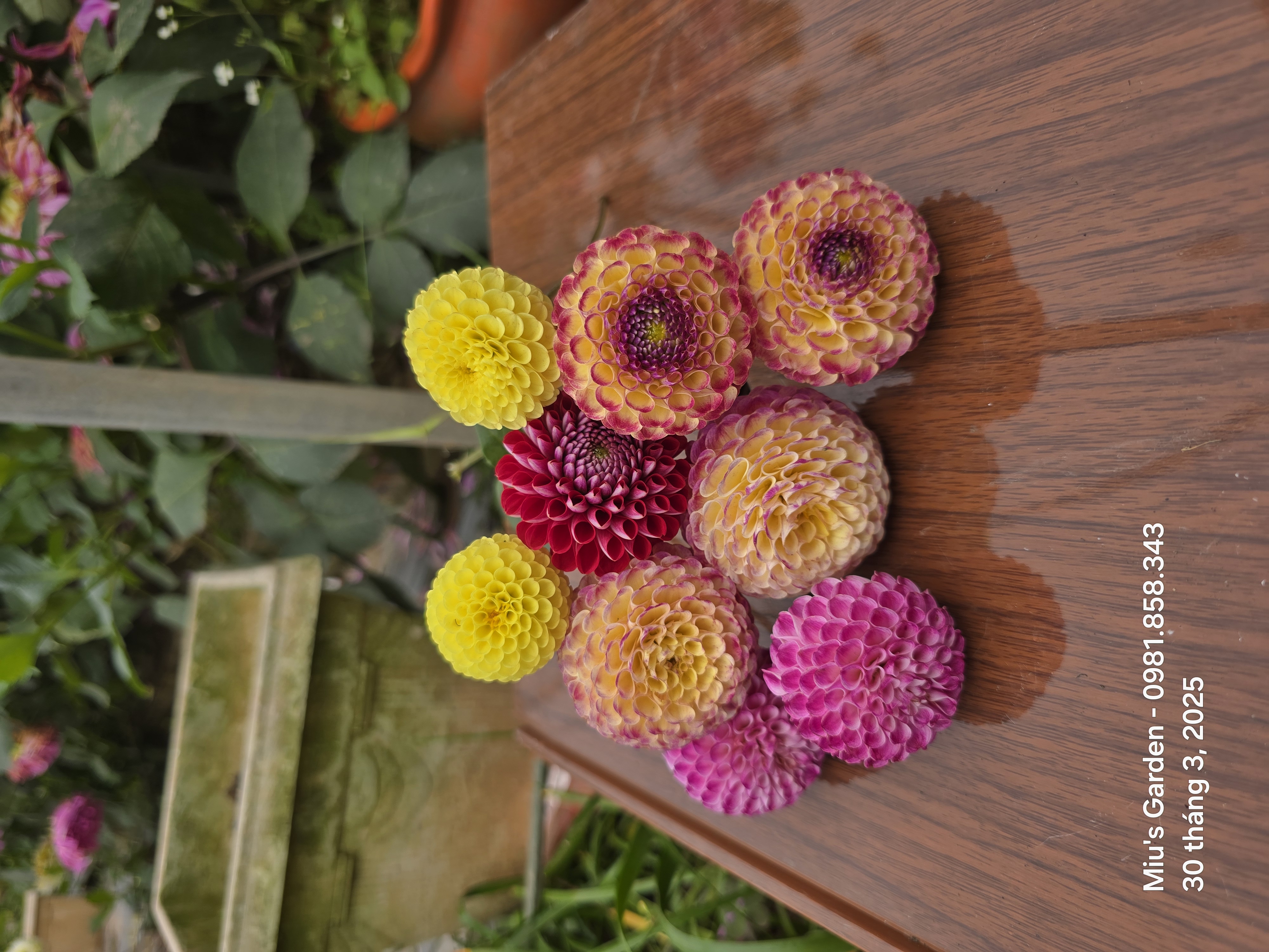 Cúc áo ( pompon-P)