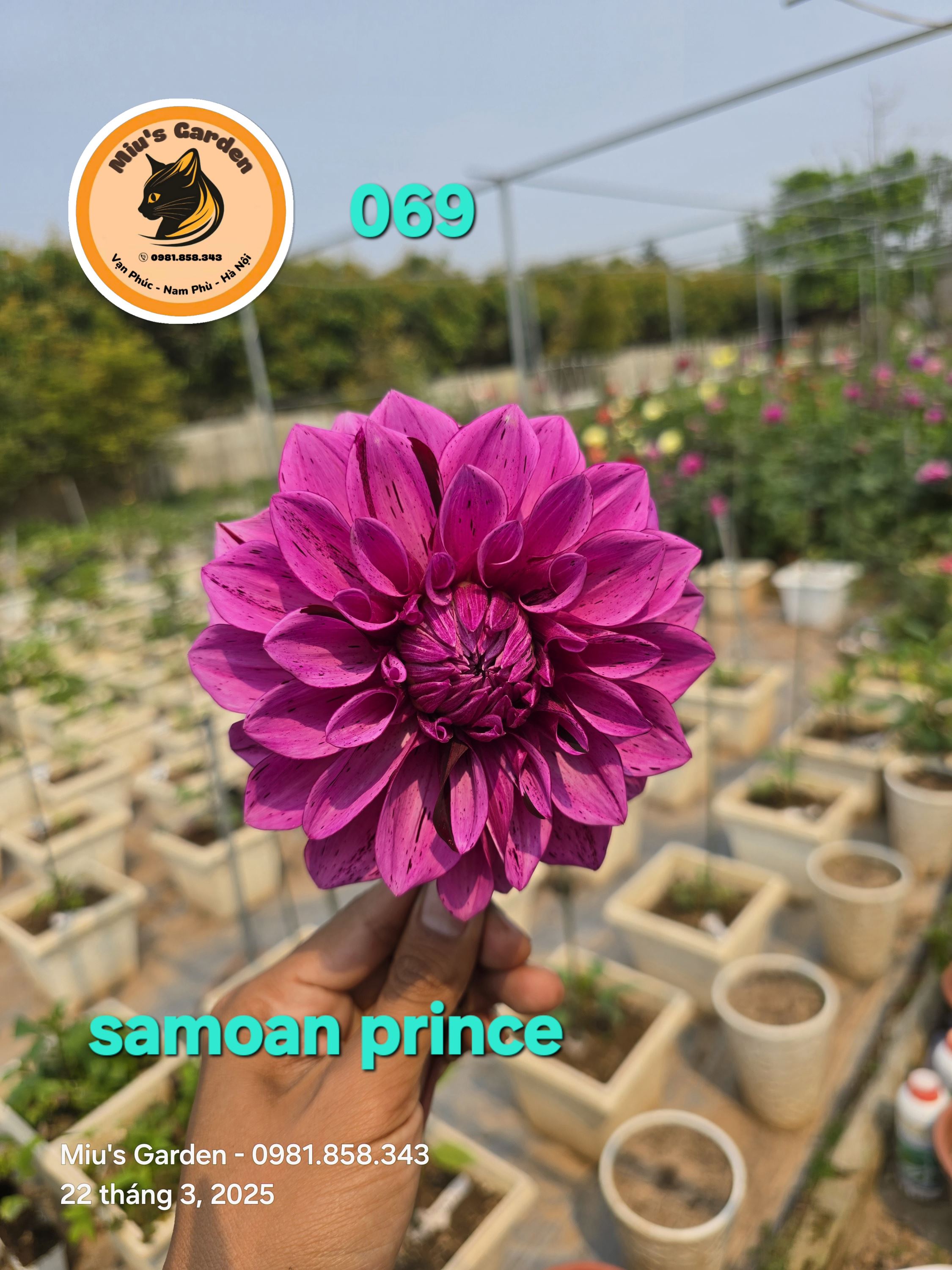 Chuyên trang hoa sọc