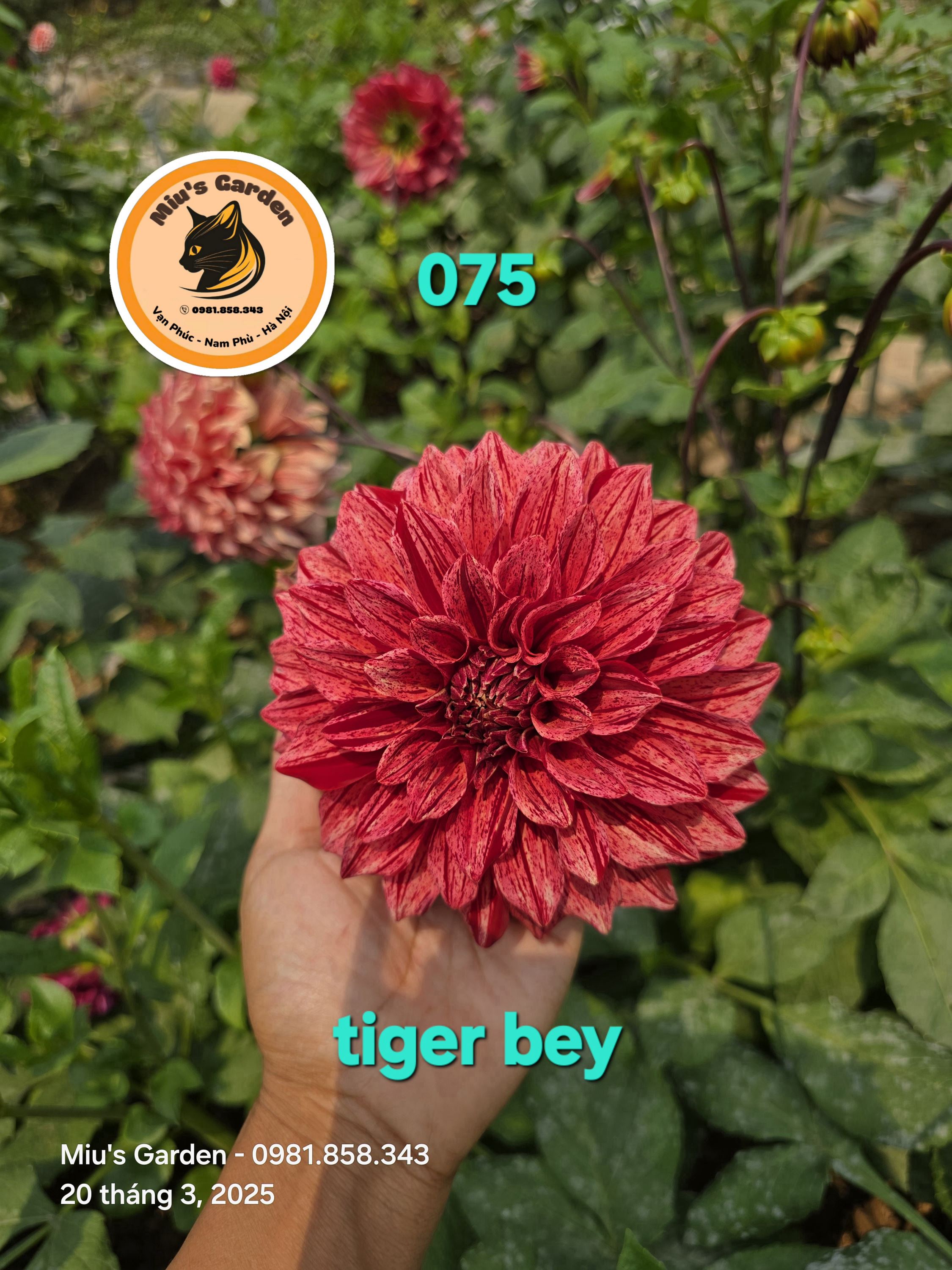 Trang trí không chính thức (ID)