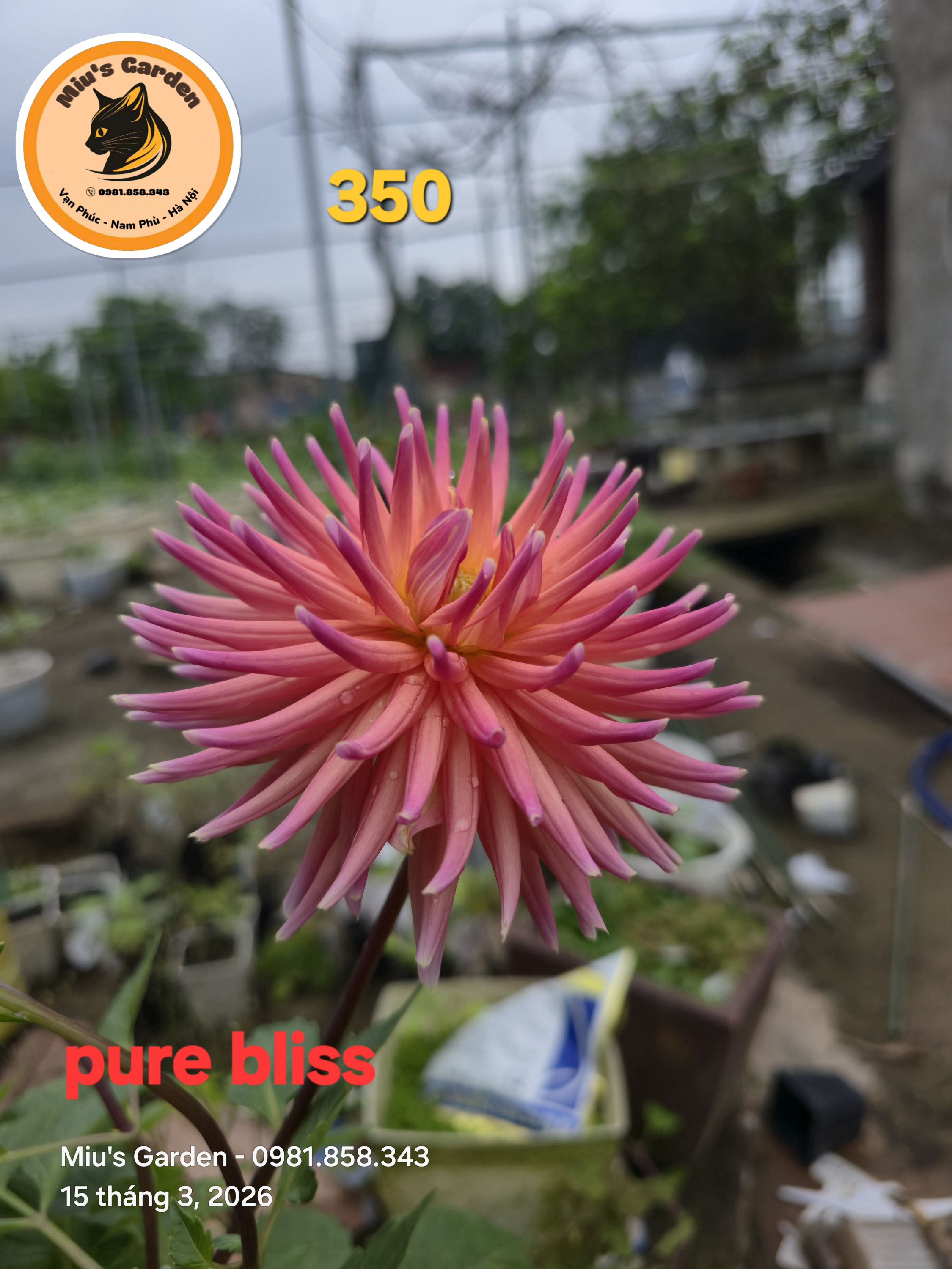 Xương rồng (C)